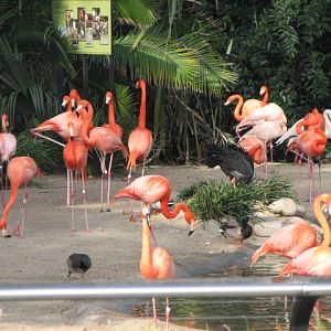 Caribbean Flamingos