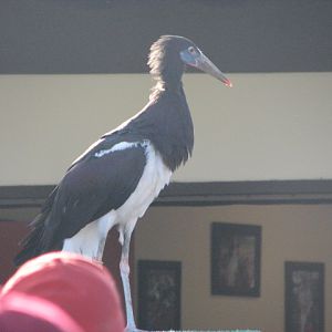 Abdim's stork