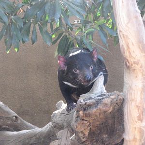 Tasmanian Devil