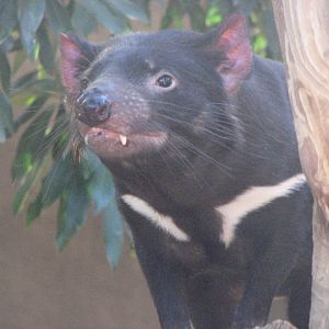 Tasmanian Devil