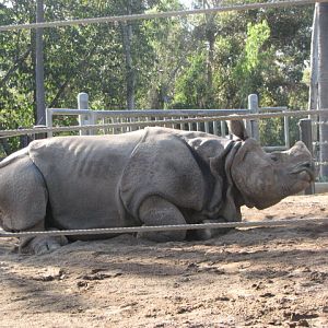 Indian Rhinoceros