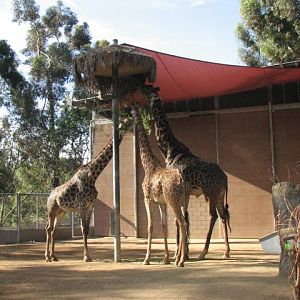 The Masai giraffe herd