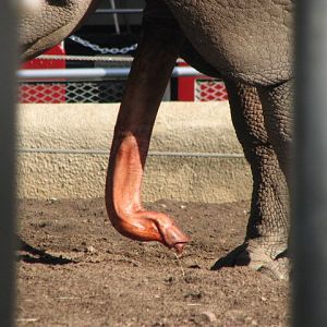 Indian Rhinoceros genitals