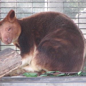 Goodfellow's tree-kangaroo