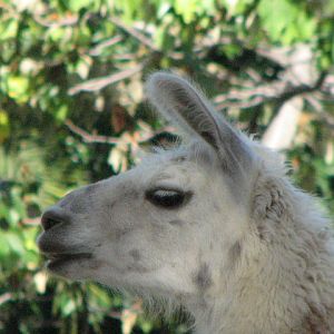 Llama