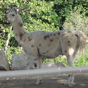 Llama