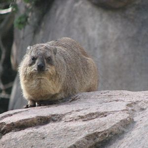 Rock Hyrax