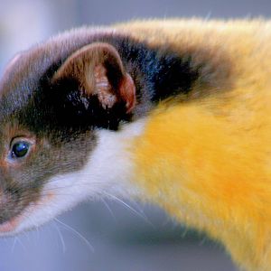 Yellow-throated marten; RSCC; 21st March 2015