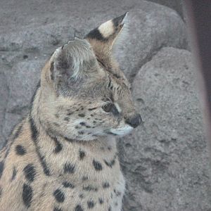 Serval