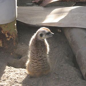 Meerkat