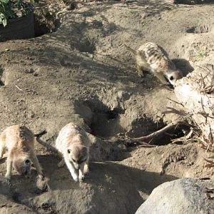 Meerkats