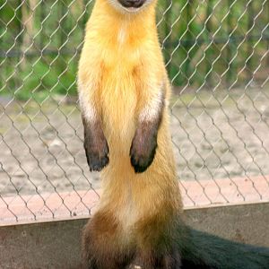 Yellow-throated marten; RSCC; 21st March 2015