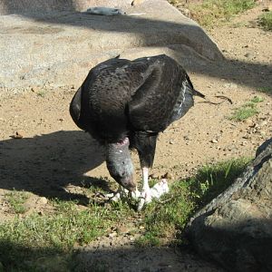 Californian Condor
