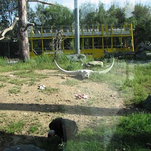 Condor enclosure plus fake Giant Bison Skull