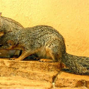 Narrow-striped mongoose; RSCC; 21st March 2015