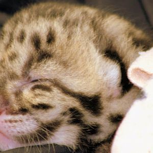 Clouded leopard cub, 12 days old; RSCC; 21st March 2015