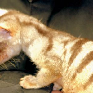 Hand-reared banded civet; RSCC; 21st March 2015