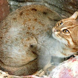 Rusty-spotted cat; RSCC; 21st March 2015
