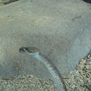 Rattlesnake ID