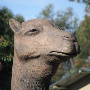 Giant camel face