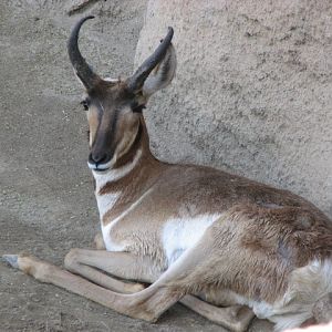 Pronghorn