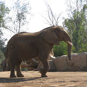 African Elephant