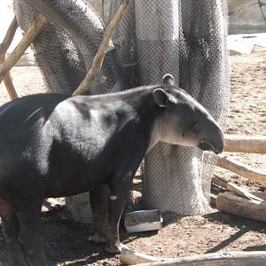 Baird's Tapir