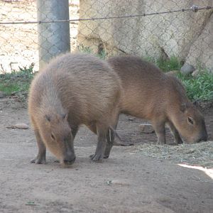 Capybara