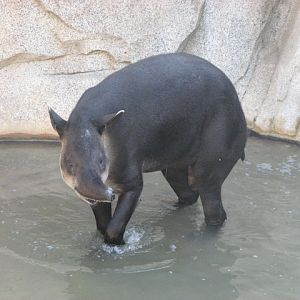 Baird's Tapir