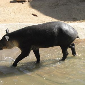 Baird's Tapir