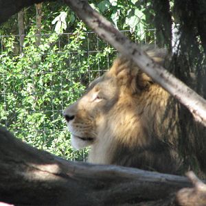 African Lion