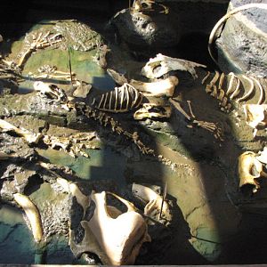 Tar Pit Replica
