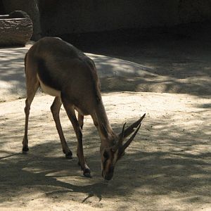 Cuvier's Gazelle