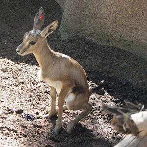 Cuvier's Gazelle calf