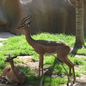 Gerenuk