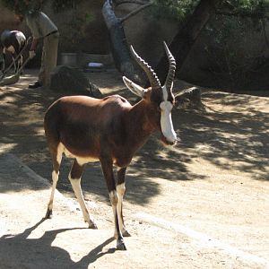 Bontebok