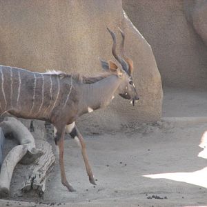 Lesser Kudu