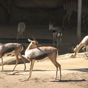 Speke?s gazelles