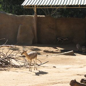 Speke?s gazelles