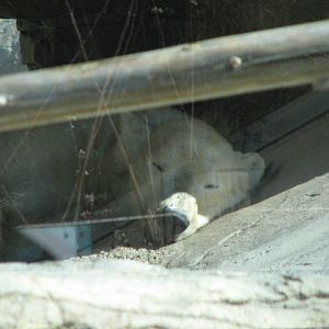 Polar Bear
