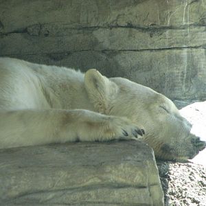 Polar Bear