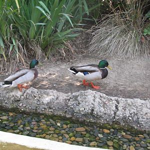 Wild Mallards