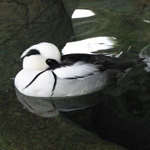Smew