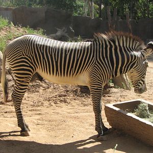 Gr?vy's zebra