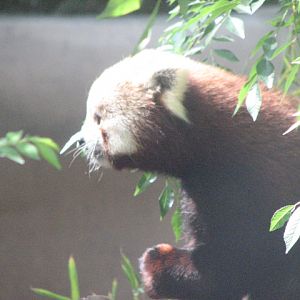 Red Panda
