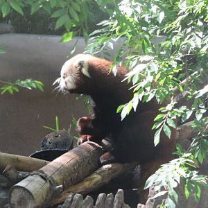 Red Panda