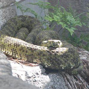 Mang Mountain Viper