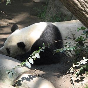 Giant Panda