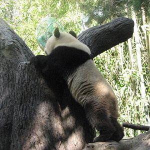 Giant Panda