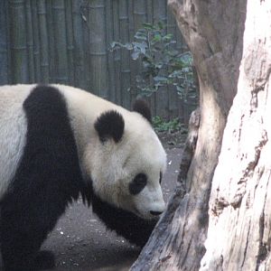 Giant Panda